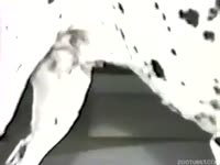 Gorgeous 90s bestiality porn with a model and Dalmatian